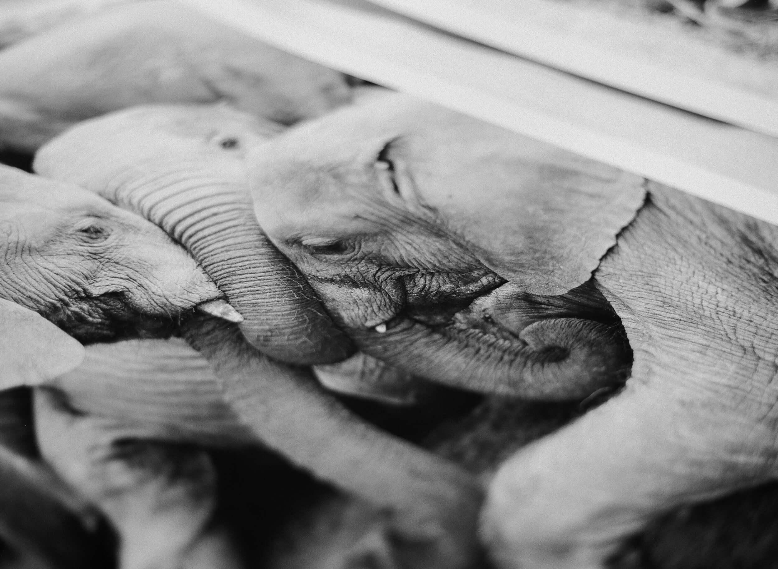 fine art photographic art print of elephants