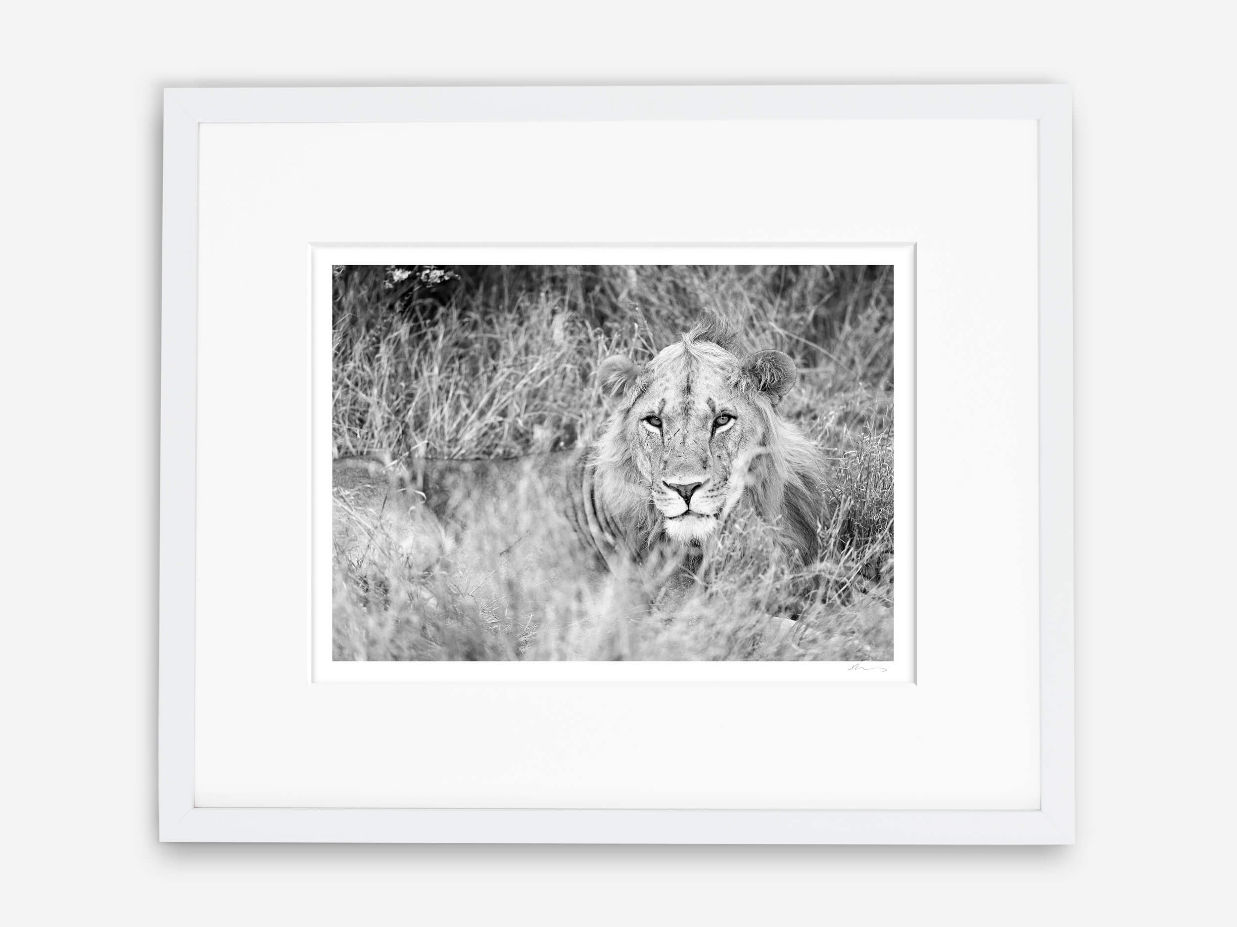 Framed fine art print of African lion does business for good at Render Loyalty