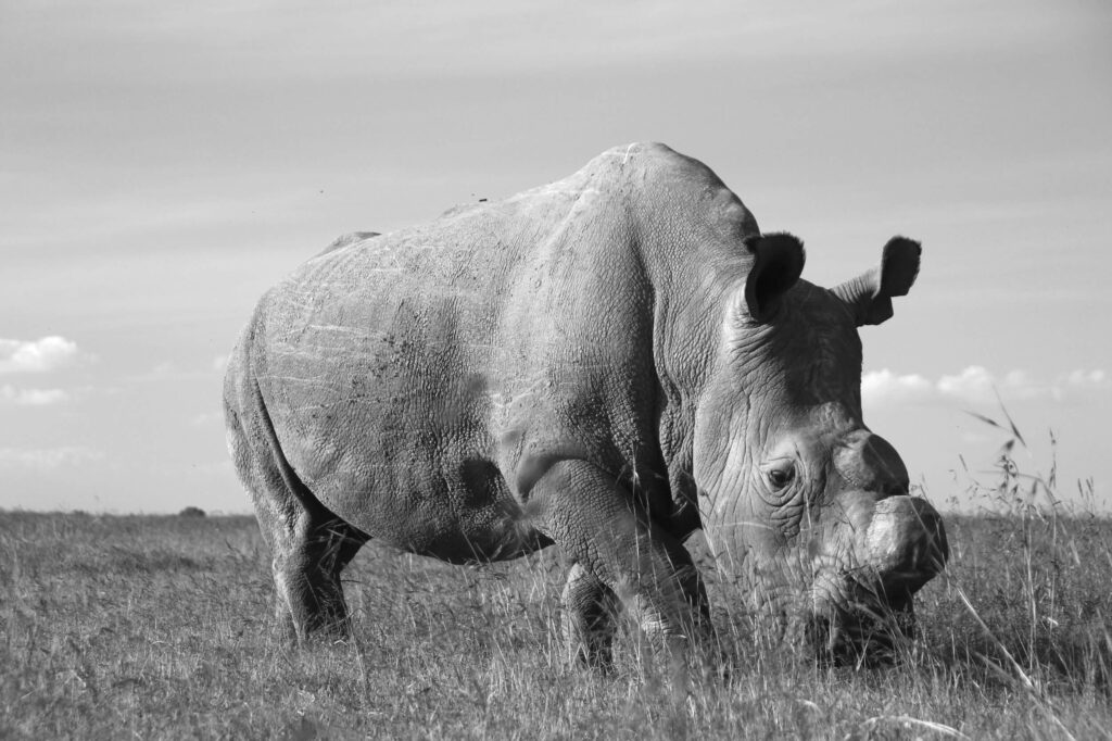 Sudan, last northern white rhino